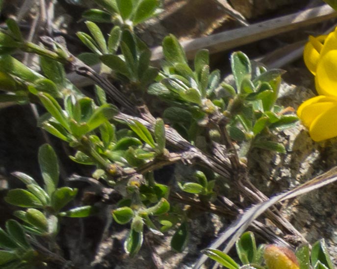 Fabacea in ofiolite - Genista pilosa